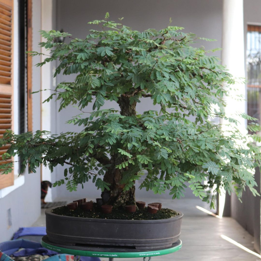 Stor-Age  Beginners guide to growing a thriving bonsai tree